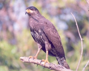 Short-tailed Hawk