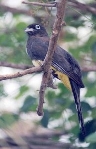 Black-headed Trogon