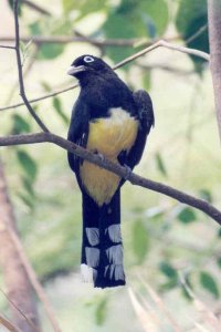 Black-headed Trogon, 2