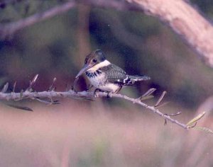 Green Kingfisher