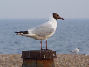 Black-headed gull at sunset