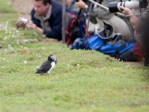 Photographers, oh and a Puffin