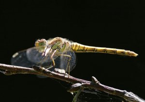 Common Darter