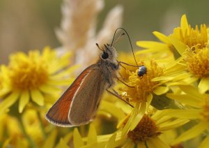 Essex Skipper