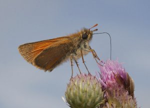 Small Skipper