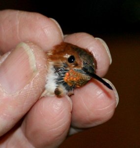 A bird in the hand.....