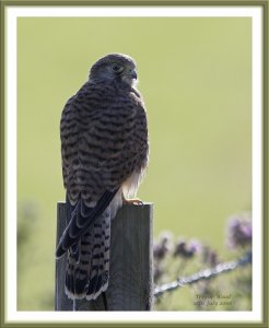 Malham Kestrel