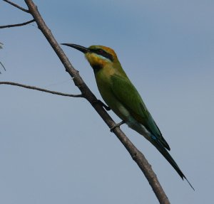 Rainbow Bee Eater