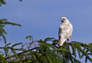 Pale Buzzard