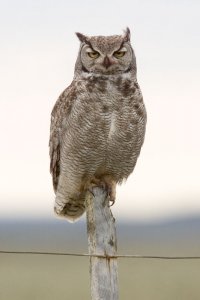 Magellanic Horned Owl