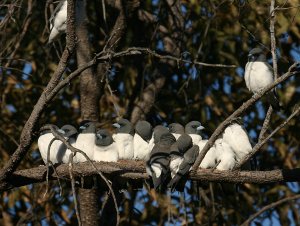 White breasted Woodswallows