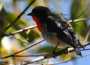 mistletoebird