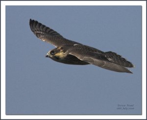 Yet another Peregrine shot!