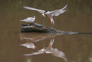 Common Terns