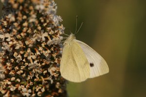 Small White in the Evening Sun