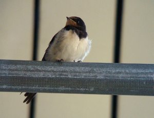 A cute swallow