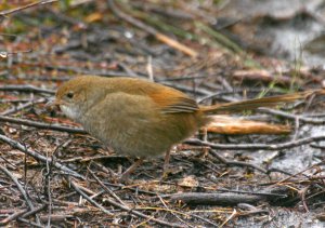 Eastern Bristlebird