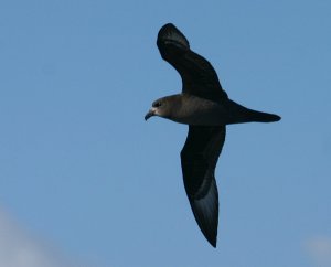 Providence (Solanders) Petrel DB