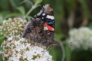 Red Admiral on Buddleia