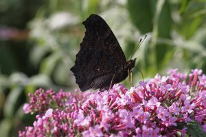 Peacock Butterfly on Buddleia 1