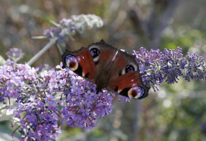 Peacock Butterfly on Buddleia 2