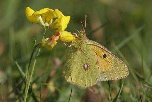 Clouded Yellow, Feeding