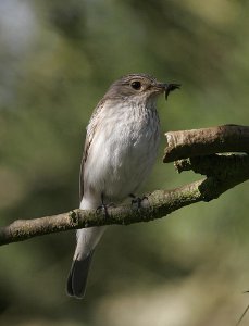 Spotted Flycatcher