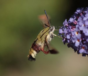 Broad-bordered Bee Hawkmoth