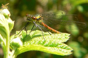 Red Damselfly