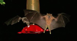 humming-bats