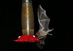 bats on the hummer feeder