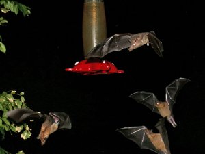 lesser long-nosed bats