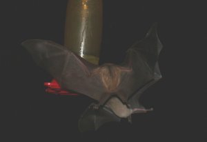 feeder bats