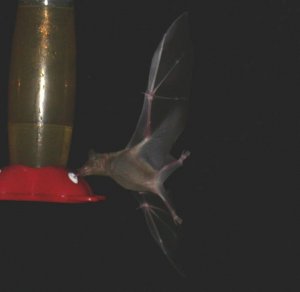 bats raiding the hummer feeder