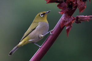 Cape White-eye