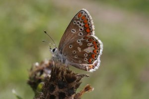 Brown Argus