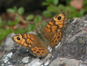 Wall Brown