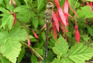 Common Hawker