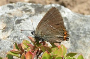 White-letter Hairstreak