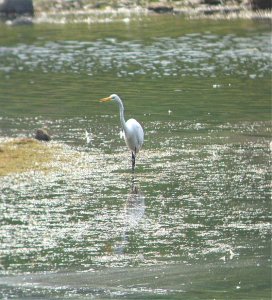 Great Egret