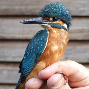 Juv Kingfisher