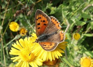 Small Copper