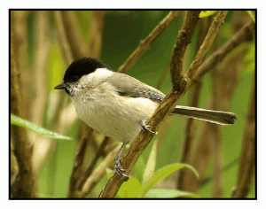 Marsh Tit