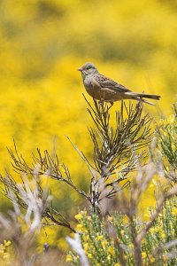 Ortolan Bunting (Emberiza hortulana)