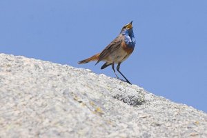 Bluethroat (Luscinia svecica)