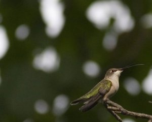 Female Ruby Throated Humingbird