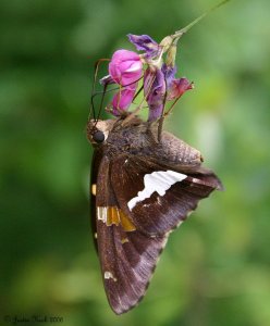 Silver-spotted Skipper