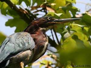 Green Heron