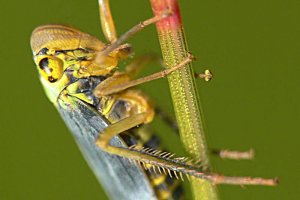 Green planthopper