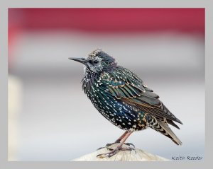 Starling III